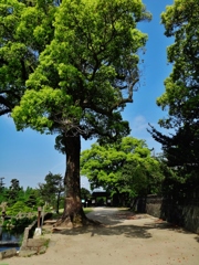 第千四百二十五作　　「旅はゆきずりて　くすのきの木陰」　佐賀県小城