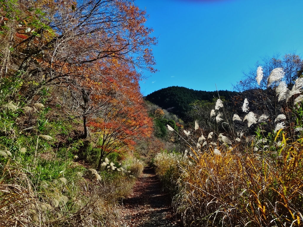 第千二百五十六作　　「山路ひそかに　すすきつぽ」　神奈川県山北