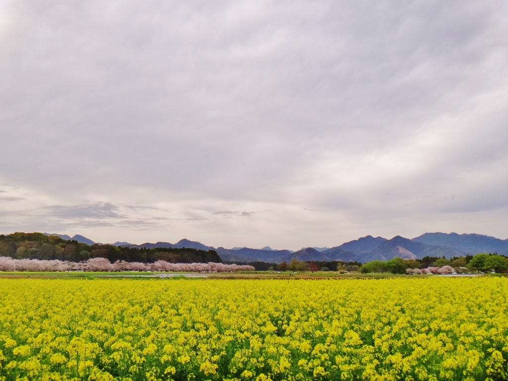 第三千百九十五作　「花曇り　花のかほれる　ひむかの山並み」　宮崎県西都原