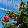 第三千三百五十六作　「柘榴紅々　空切り裂くや　ひこーき雲」　山口県防府