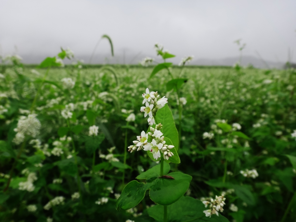第千五百三十九作　　「濡れそぼつて　蕎麦の花が　咲かせます」　福井県上庄
