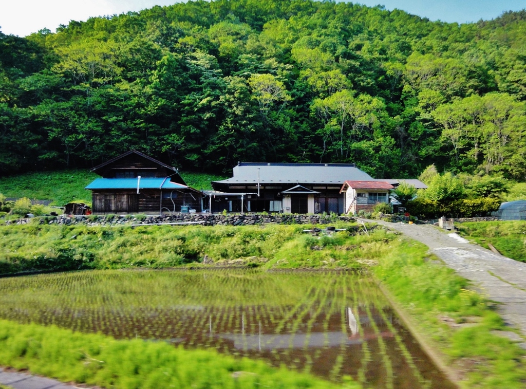 第三千六百二十九作　「植ゑられて　落ちついて　雨を待つ」　岩手県宮古