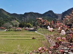 第千七百二十五作　　「さくらひらきて　咳をひとつ」　　山口県美祢