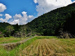 第三千七作　「刈り終へて　妙に落ちつく　すすきつぽう」　福井県和泉