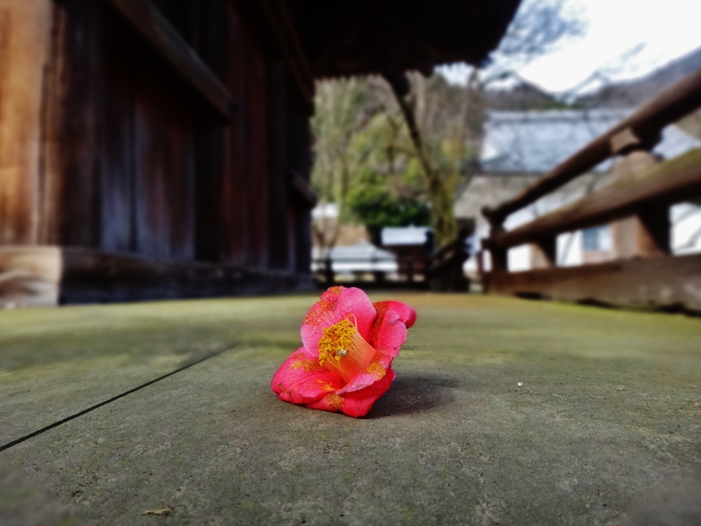 第千三百五十作　　「荒寺　椿ぽつとり　そこに落ちつく」　滋賀県柏原