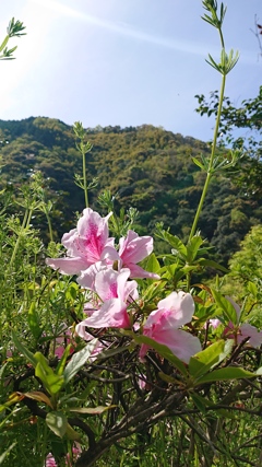 第千七百五十一作   「今ぞとばかり  つつじ花の主張」    愛媛県奥道後