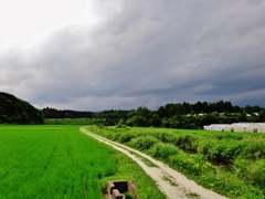 第千百十六作　　「あめあがりの　夏草踏んで　あんたとあるく」　茨城県日立