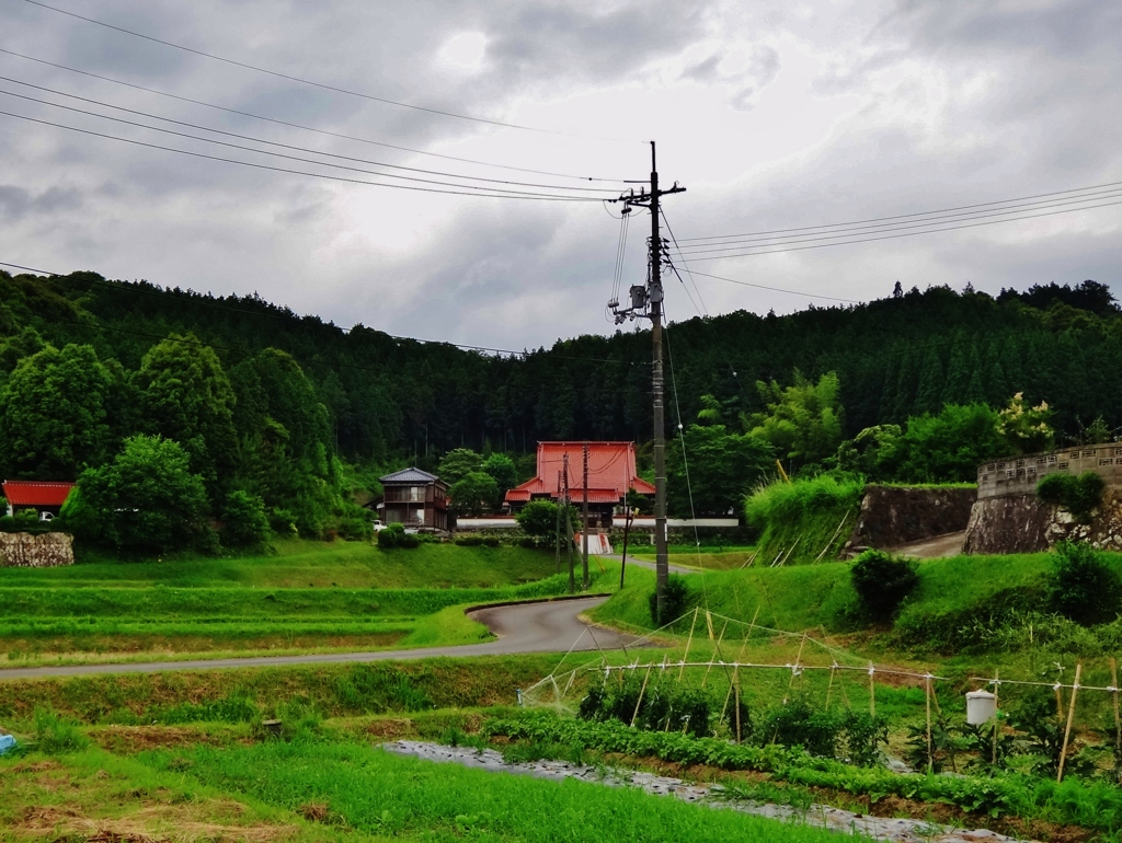 第三千九百九十八作　「梅雨空を　見あげて独り　田んぼ路」　山口県美祢