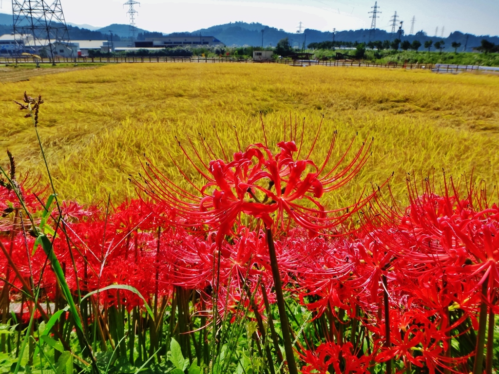 第三千三百六十五作　「まだ夏の　風残してや　まんじゆさげ」　富山県魚津