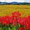 第三千三百六十五作　「まだ夏の　風残してや　まんじゆさげ」　富山県魚津