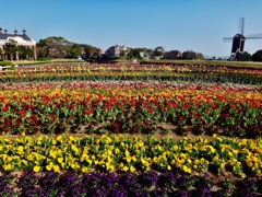   第千七作　　「咲ひて　ひらひて　花をよろこぶ」　長崎県佐世保