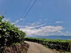  第千百八作　　「振り返へつて　ぶどうの葉擦れ」　山梨県山梨