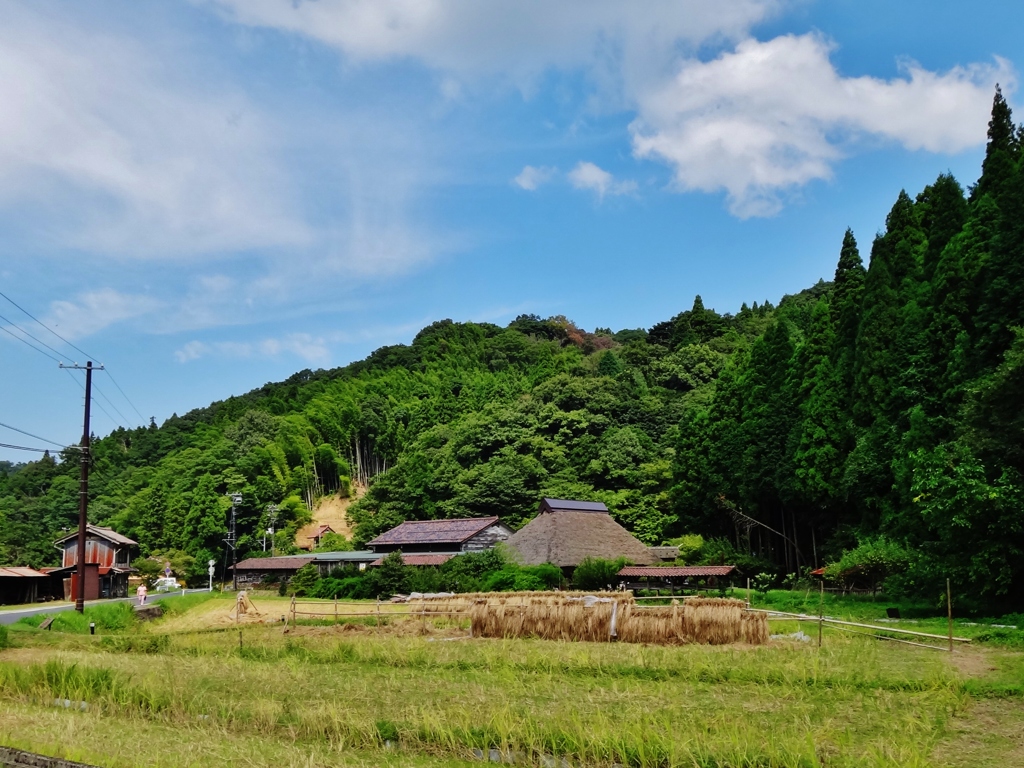 第八百五十二作　　「蒼空高くして　稲穂干されてゐる」　島根県石見　
