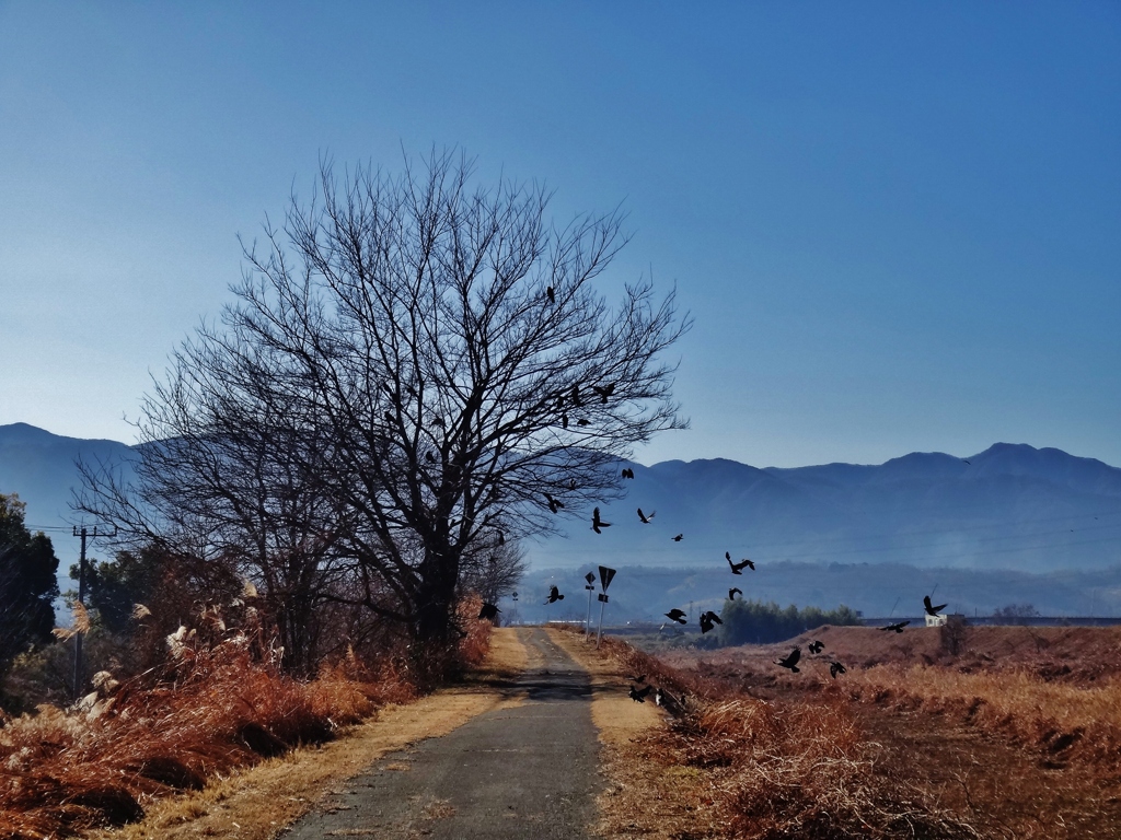 第四千二百三十三作　「鴉騒げども　あんたは来ない」　山梨県甲府