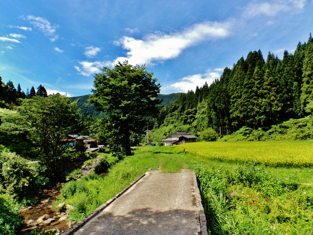 第四千八十八作　「石橋を　渡らふ共に　きちきち飛蝗」　山形県鶴岡