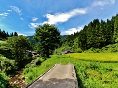 第四千八十八作　「石橋を　渡らふ共に　きちきち飛蝗」　山形県鶴岡