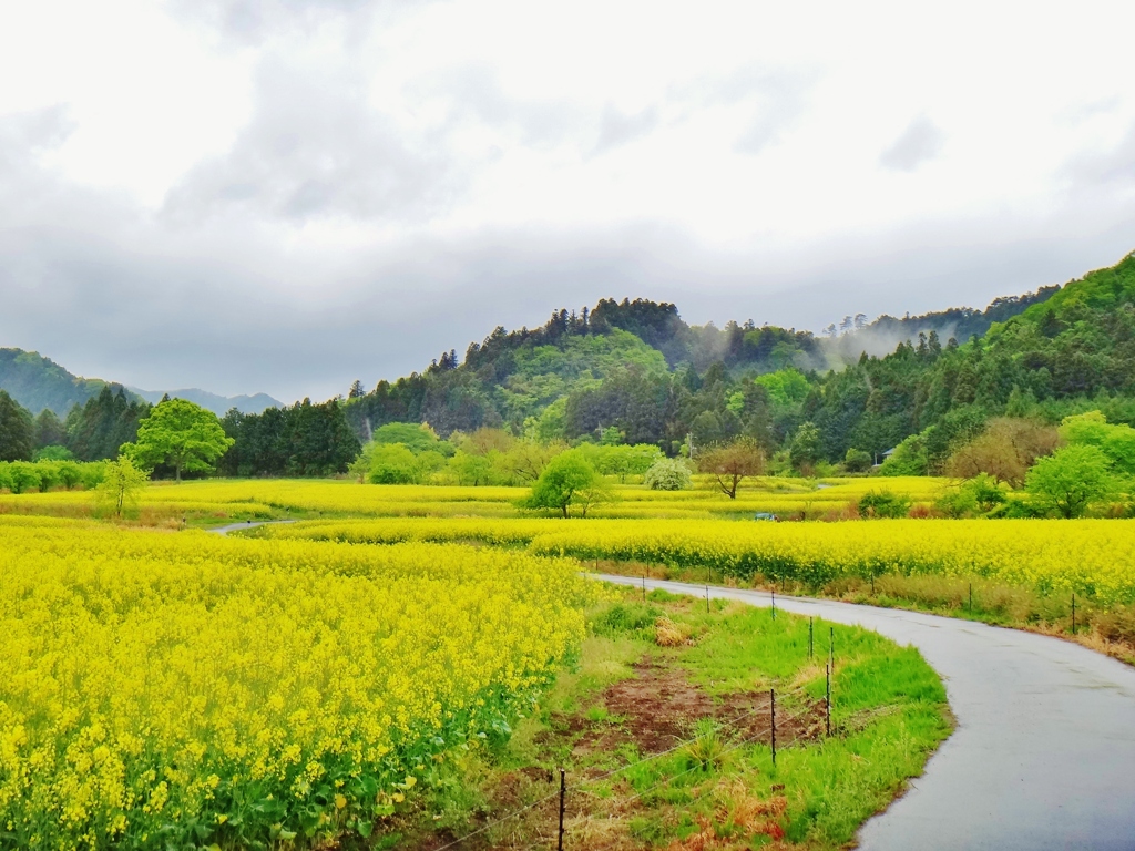 第三千二百十三作　「やけつぱちの　菜花いちめん　咲き放題」　福島県浪江