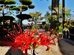 第二千六百二十六作　「訪ねた墓は　まんじゅさげの　花ざかり」　山口県防府