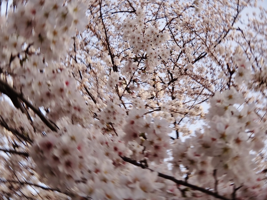 ・第六百三十四作　「さくらの空に吸ひ込まれてみるのもよひかな」　神奈川県川崎　