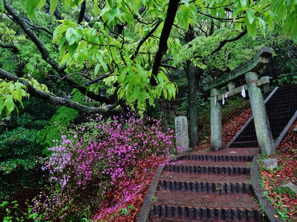 第二千百三十七作　「雨降つて　あざやかに　むらさきのつつじ」　山口県防府