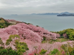 第三千九百二十八作　「桜舞ひふる　島から島へ」　愛媛県大西
