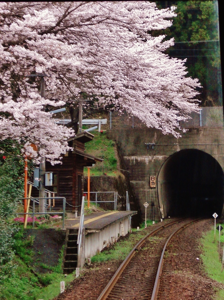 第千三百六十七作　　「さくら舞う舞う　さみしい駅の　汽車を待つ」　岐阜県樽見