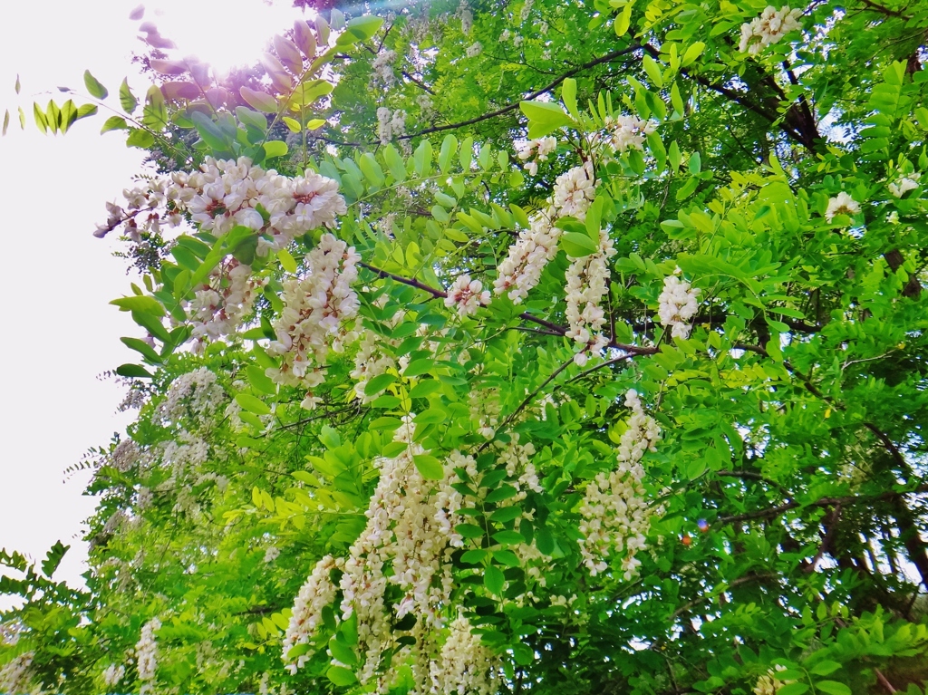 第三千二百三十作　「あかしあの　花のこぼるる　蜂が舞ひます」　長野県千曲