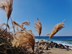 第二千三百三十作　「すすき呆ければ　玄海の風」　福岡県糸島