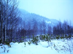 第四千百六十六作　「根雪には　ならぬ雪だと　言ふけれど」　北海道定山渓