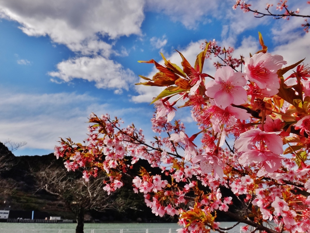 第三千九百七作　「桜ふるふる　午后三時」　静岡県舟明