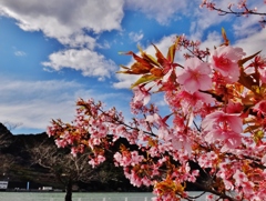 第三千九百七作　「桜ふるふる　午后三時」　静岡県舟明