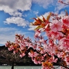 第三千九百七作　「桜ふるふる　午后三時」　静岡県舟明