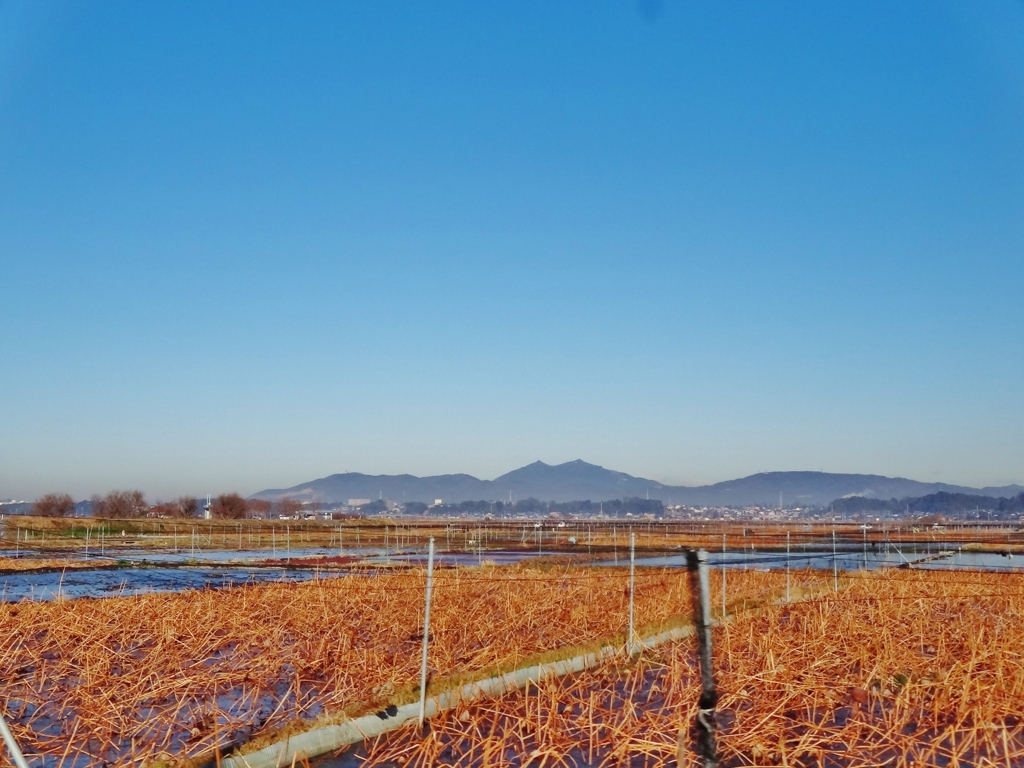 第三千八百五十八作　「蓮田　すつかり枯れて　筑波の山」　茨城県土浦
