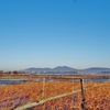 第三千八百五十八作　「蓮田　すつかり枯れて　筑波の山」　茨城県土浦