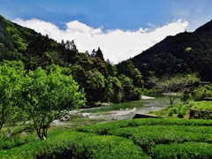 第二千八百四十一作　「ほととぎす　ほがらかに　茶の葉あをあを」　高知県池川