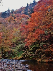 第二千三百十一作　「ひつそり紅葉づる　川を渡る」　北海道豊平