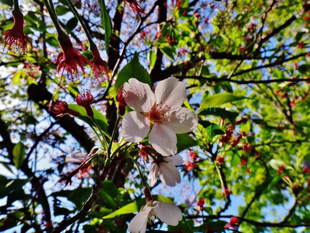 第二千四百七十三作　「咲きのこる　さくらひと花を　愛づる」　静岡県静岡
