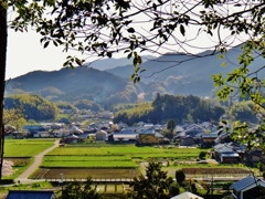 第三千五百七十五作　「たけのこを　傍らにさげ　はたけみち」　奈良県明日香