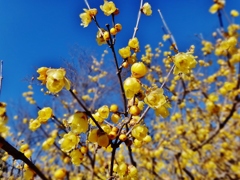 第二千三百八十五作　「幾歳と　甘くただよふ　蝋梅の花」　東京都府中