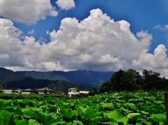 第千五百十一作　　「夏雲の　蓮池を漕ぐ」　山梨県富士吉田