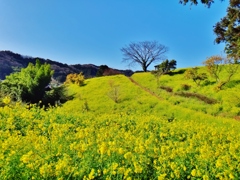 第三千九百三十一作　「晴れきつて　菜の花誘ふ　蝶よ蜂よと」　愛媛県中山