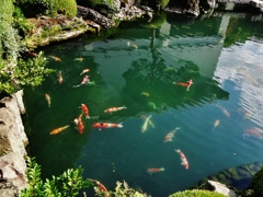 第千九百五十六作　　「おてんと様　まうへにいただき　池の鯉」　島根県安来