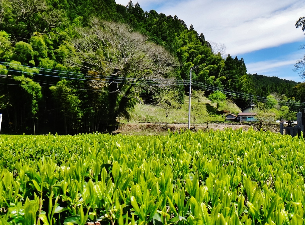 第二千百三十四作　「茶の葉鮮やかに　うぐいすほがらかに」　山梨県南部