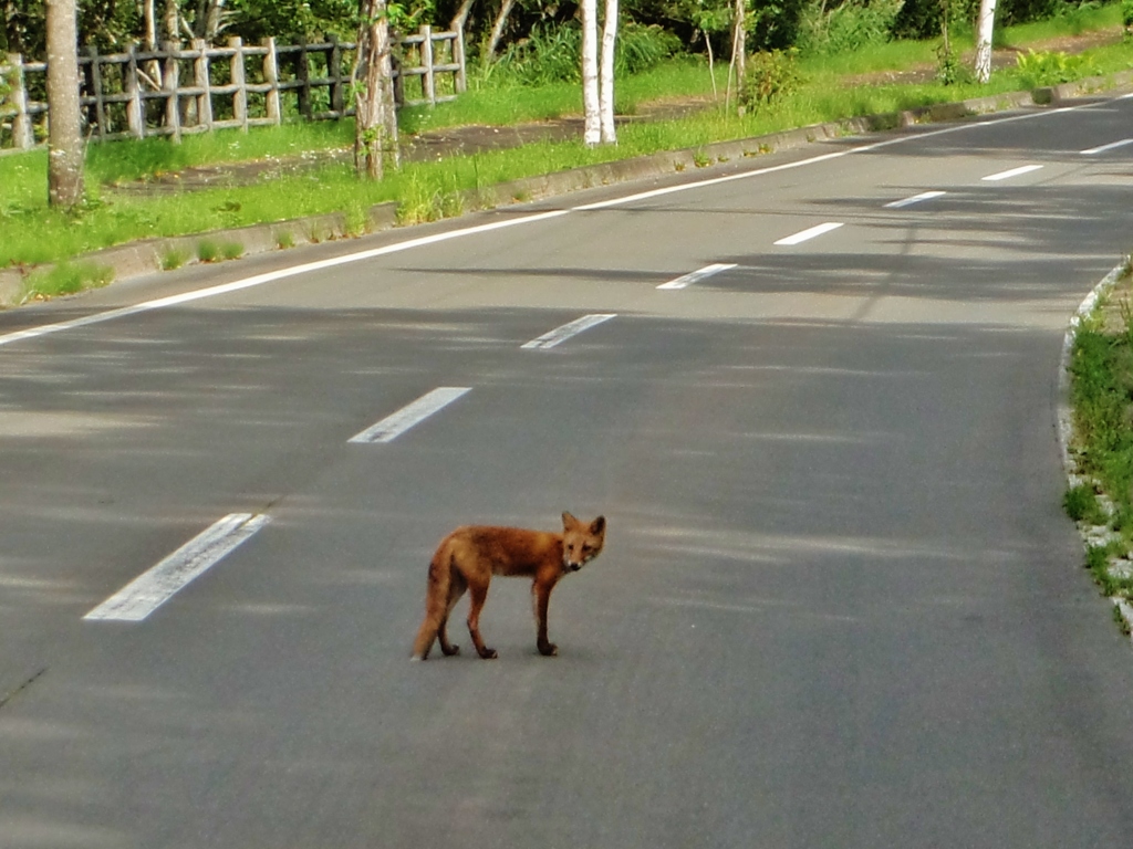 第七百九十作　　「振り返へり　振り返へりゆく　きつねのこ」　北海道釧路　