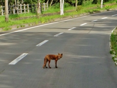 第七百九十作　　「振り返へり　振り返へりゆく　きつねのこ」　北海道釧路　