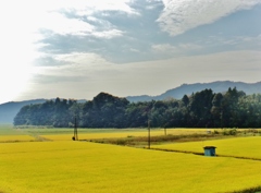 第三千十作　「立ちどまつて　実り豊かな　稲吹く風」　茨城県常陸大宮