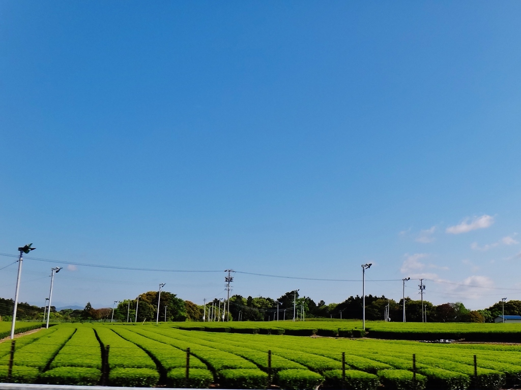 第二千四百九十六作　「茶の葉　あをあを　はつ夏の風」　静岡県菊川