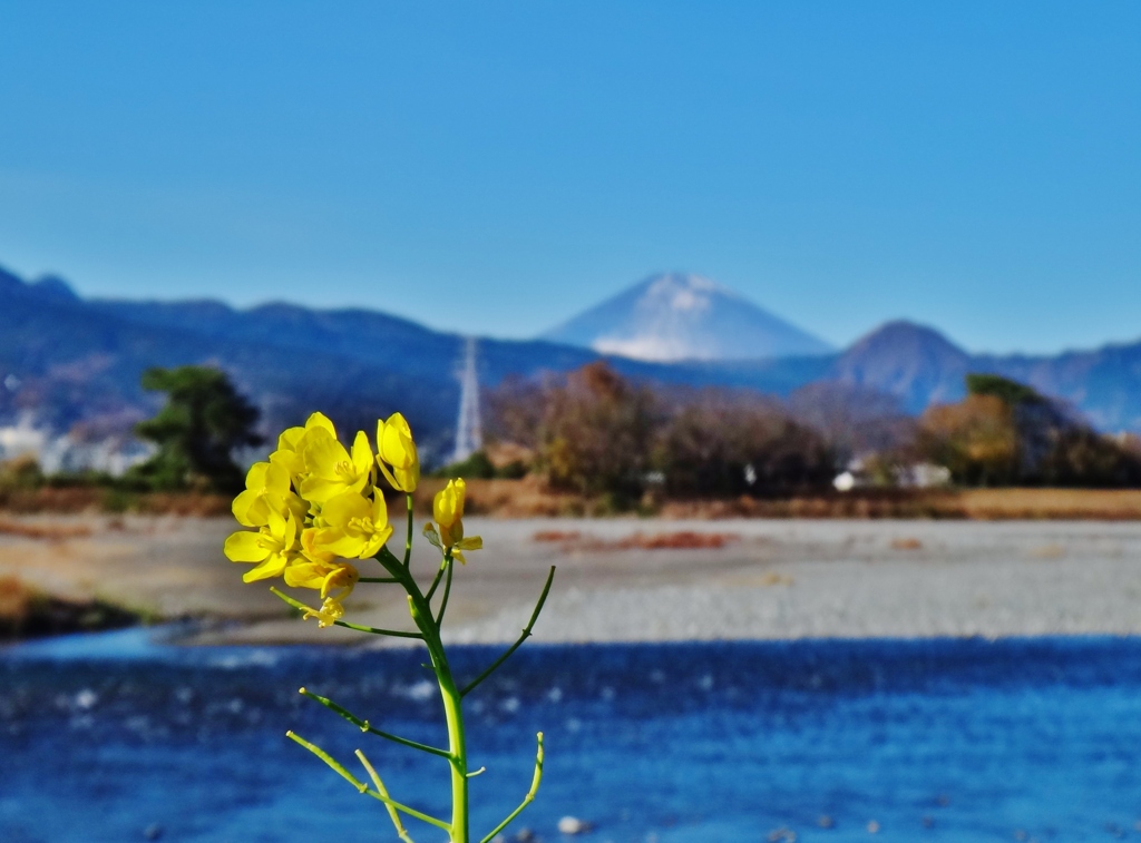 第二千三百六十七作　「お正月の　富士に手向けて　菜の花いちりん」　神奈川県小田原