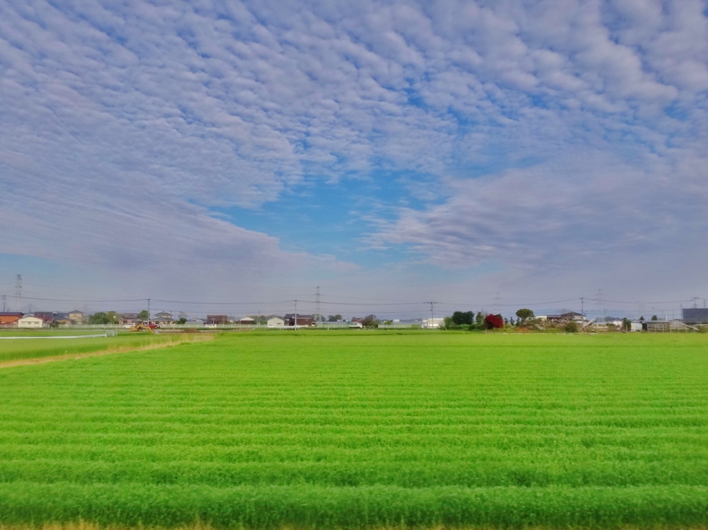 第三千二百十四作　「まどろめば　青麦そよぐや　ささめごと」　福岡県大牟田