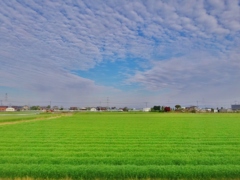 第三千二百十四作　「まどろめば　青麦そよぐや　ささめごと」　福岡県大牟田